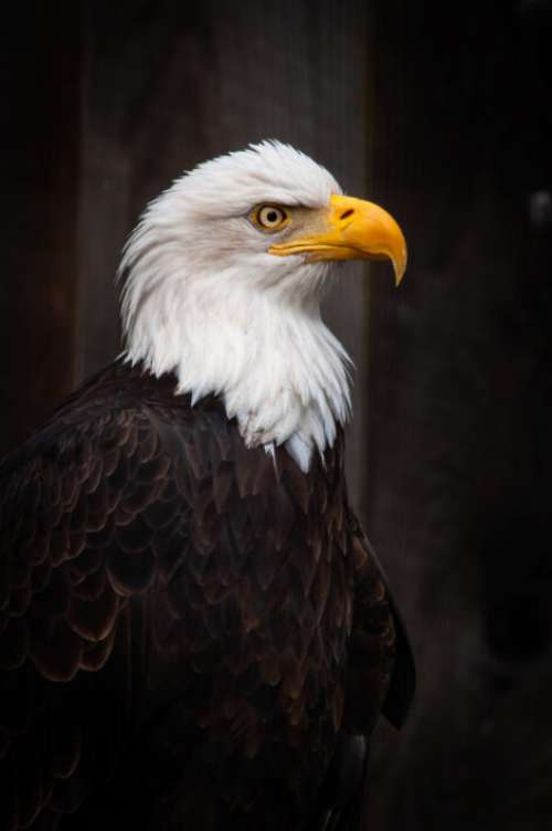 Bird Eagle Nature No Cost Stock Image