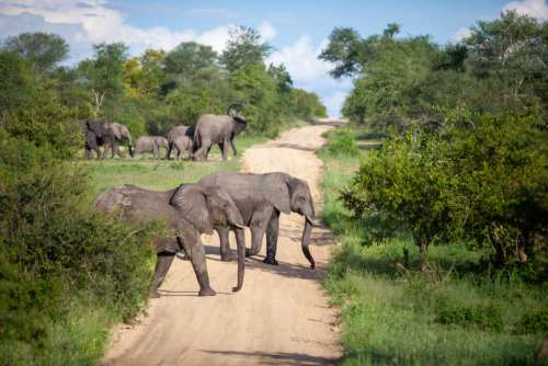 Elephants Africa Nature No Cost Stock Image