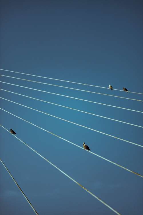 Birds and Wires