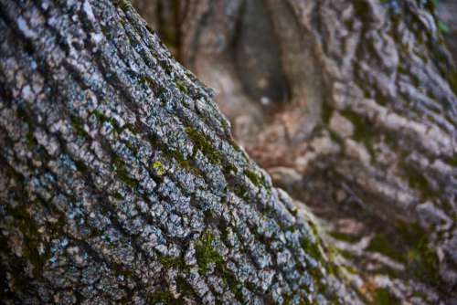 Tree Bark Texture No Cost Stock Image