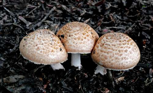 Mushroom Fungus Nature No Cost Stock Image
