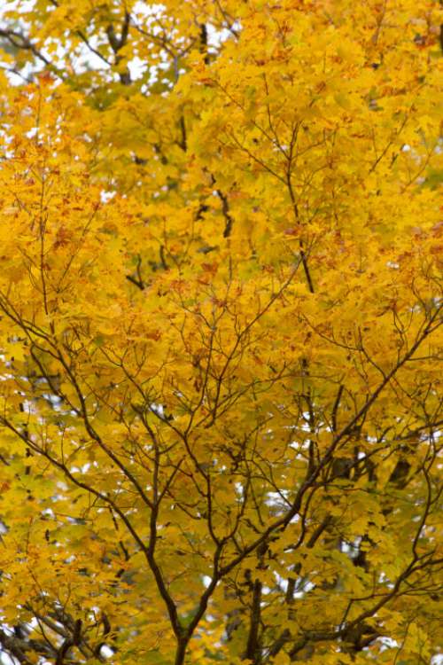 Autumn Tree Background No Cost Stock Image