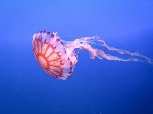 Jellyfish Water Animal No Cost Stock Image