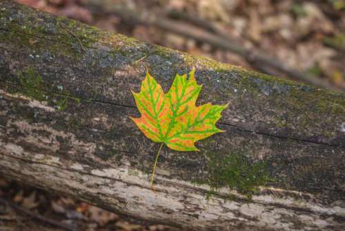 Fall Autumn Leaf No Cost Stock Image