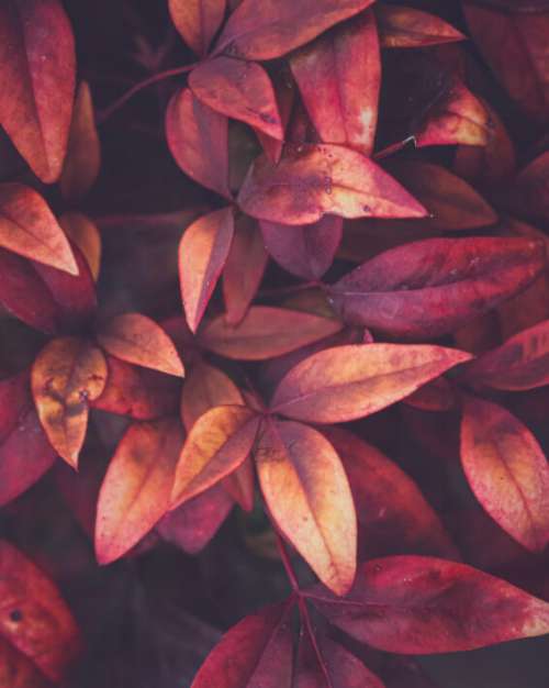 Red Leaf Nature No Cost Stock Image