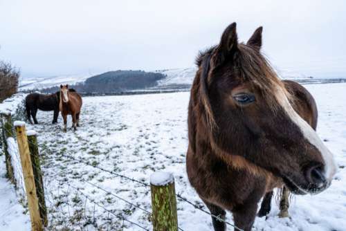 Horse Winter Animal No Cost Stock Image