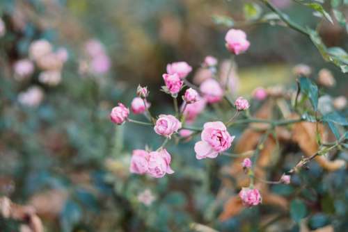 Pink mini rose bush in autumn