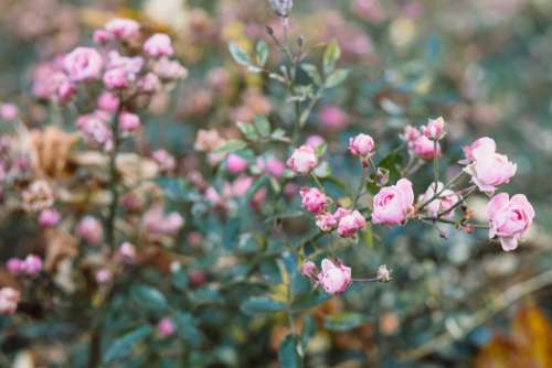 Pink mini rose bush in autumn 3