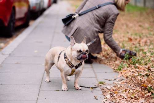 A french bulldog making a funny face while the owner picks up the poop