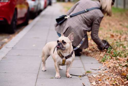 A french bulldog making a funny face while the owner picks up the poop 2