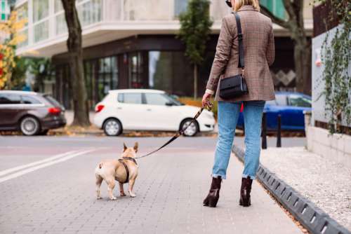 A french bulldog on a walk with its female owner in the city