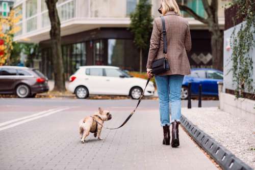 A french bulldog on a walk with its female owner in the city 2