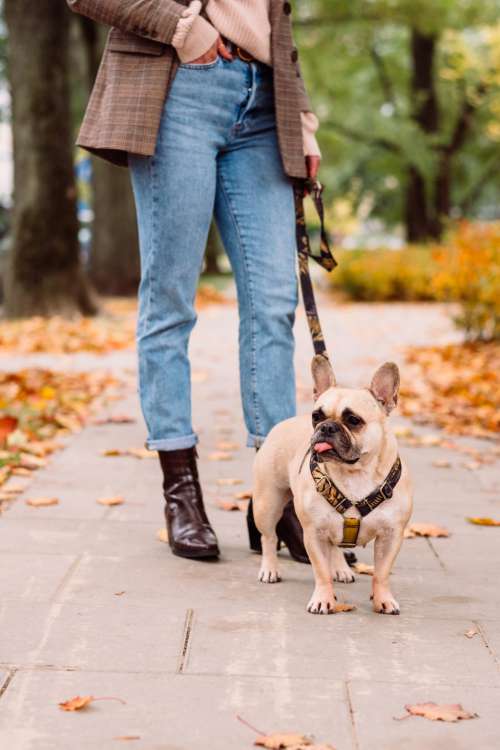 A french bulldog on a walk with its female owner