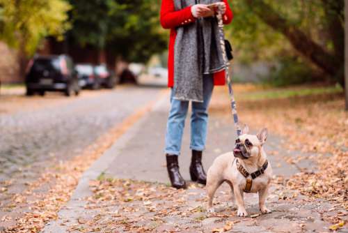 A french bulldog sticking out its tongue while the owner checks her phone