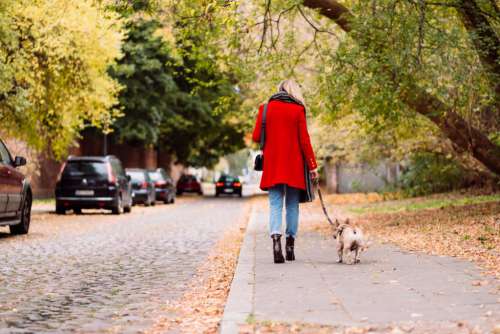 A french bulldog on a walk with its female owner in the city 3