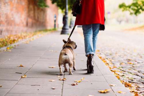 A french bulldog on a walk with its female owner in the city 4