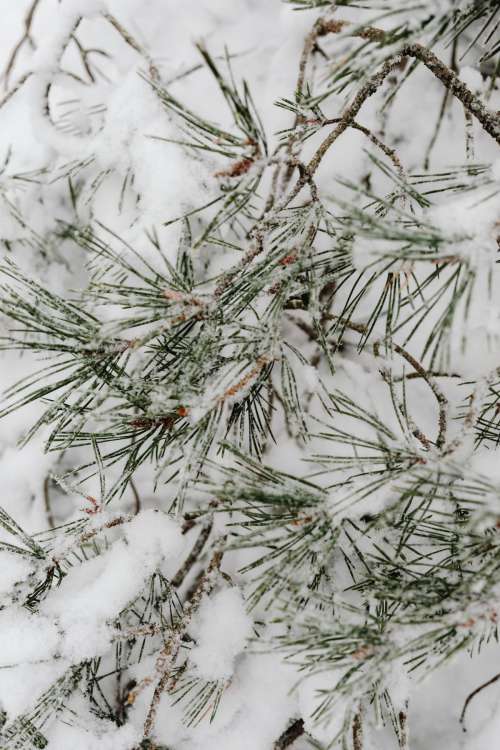 Winter in the forest - frosted trees