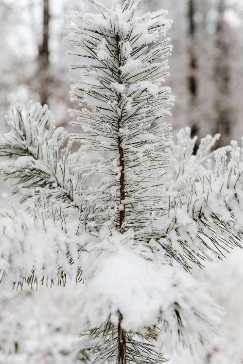 Winter in the forest - frosted trees