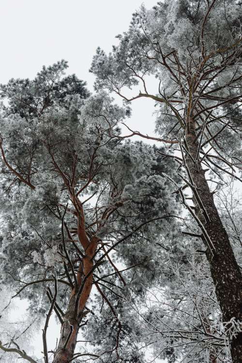 Winter in the forest - frosted trees