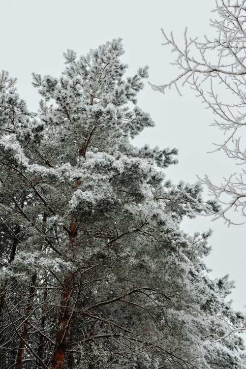 Winter in the forest - frosted trees