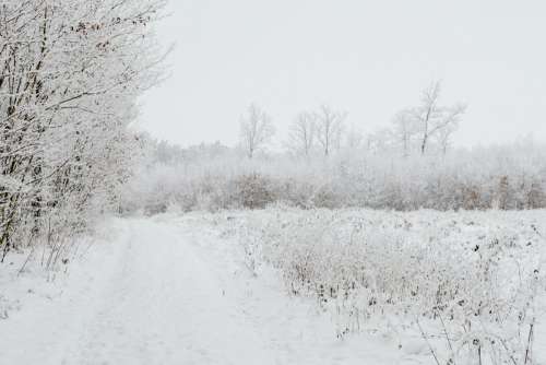 Winter in the forest - frosted trees