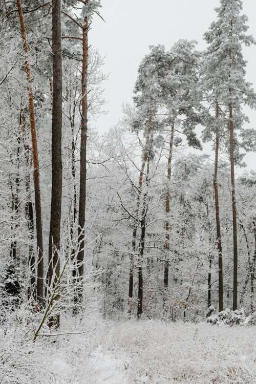 Winter in the forest - frosted trees
