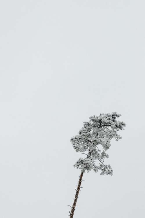 Winter in the forest - frosted trees