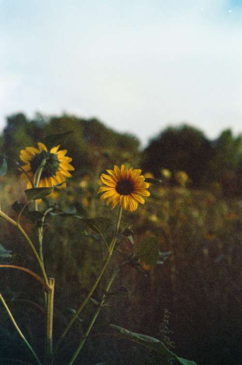 Sun’s sunflower