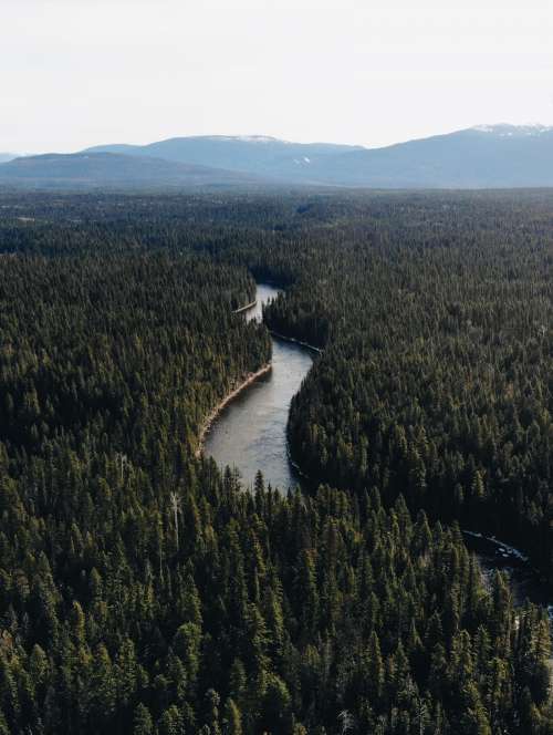 River through the forest