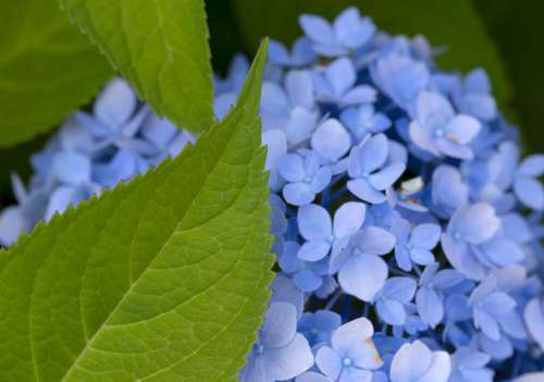 Blue Flowers Petals No Cost Stock Image