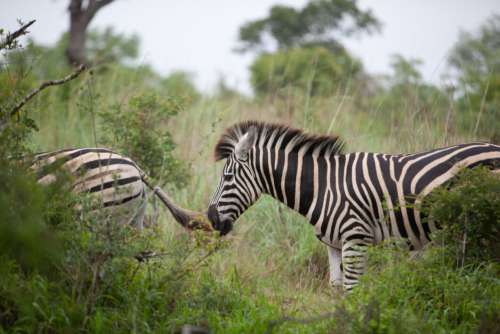 Zebra Animal Wildlife No Cost Stock Image