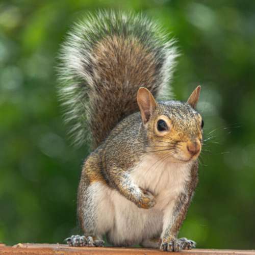 Squirrel Nature Animal No Cost Stock Image