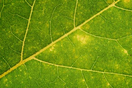 Green Leaf Background No Cost Stock Image