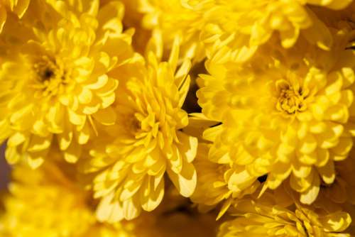 Yellow Flowers Background No Cost Stock Image