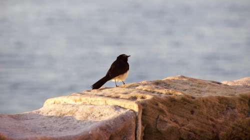 Perched Bird Nature No Cost Stock Image