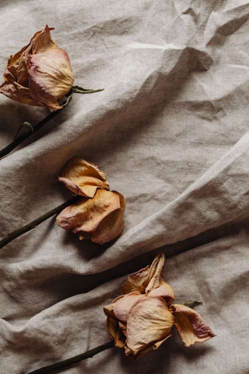 Dried rose on linen fabric - a neutral aesthetic