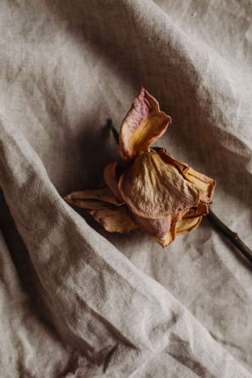 Dried rose on linen fabric - a neutral aesthetic