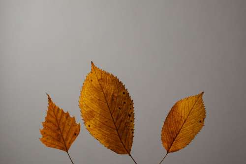 Dried leaves - abstract background - wallpaper