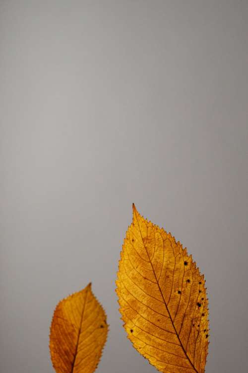 Dried leaves - abstract background - wallpaper