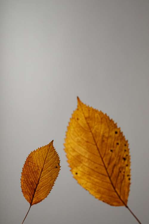 Dried leaves - abstract background - wallpaper