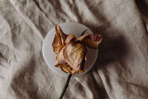 Dried rose on linen fabric - a neutral aesthetic