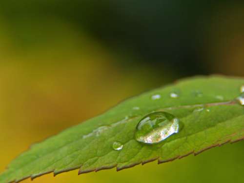 Dew Drops Leaf No Cost Stock Image