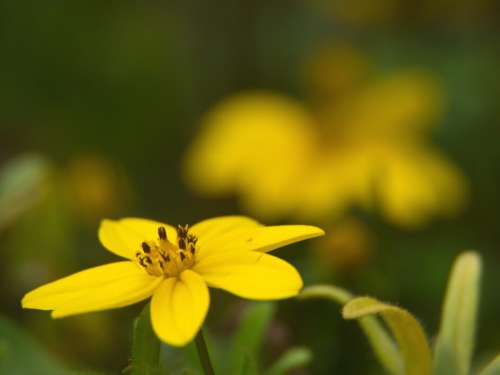 Yellow Flower Close No Cost Stock Image