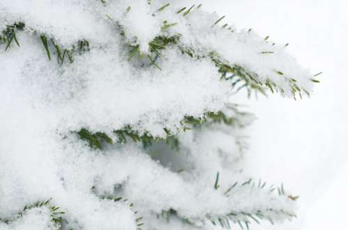 Snow Winter Background No Cost Stock Image