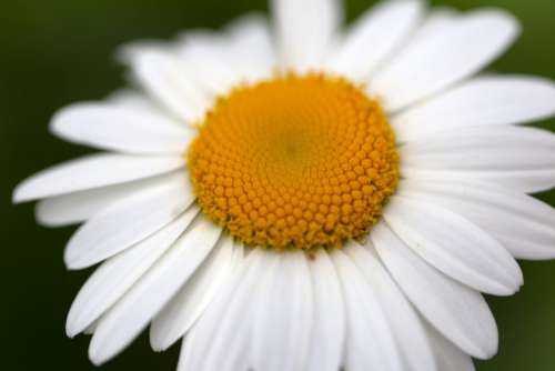 White Daisy Flower No Cost Stock Image
