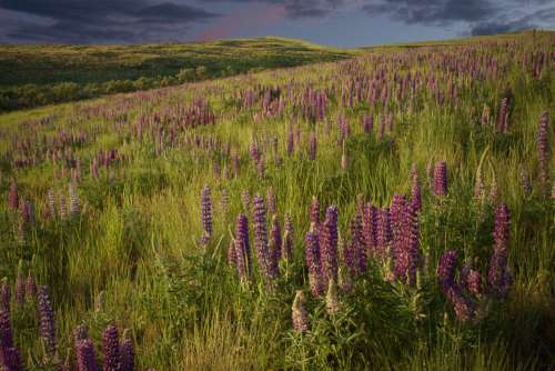 Lupine Flowers Field No Cost Stock Image
