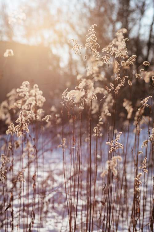 Wild grass in the sun on a winter afternoon 3