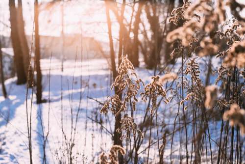Wild grass in the sun on a winter afternoon 2