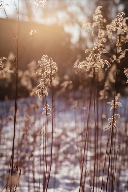 Wild grass in the sun on a winter afternoon 4