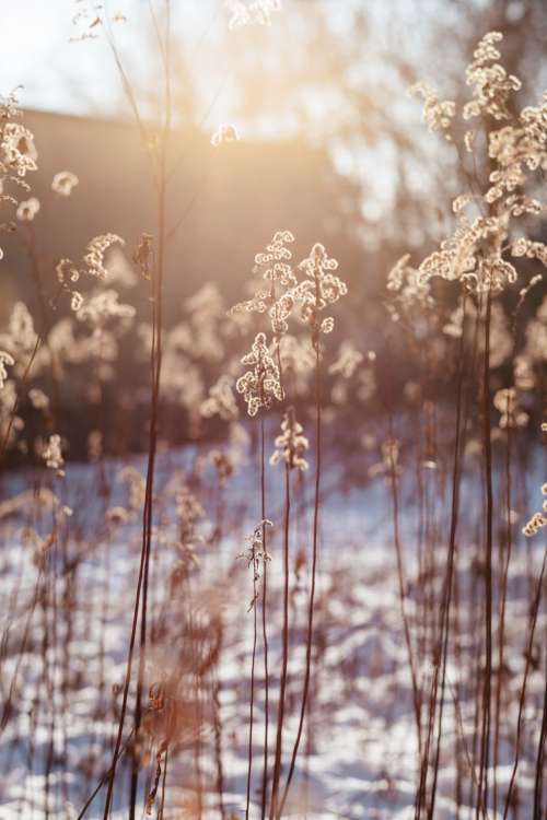 Wild grass in the sun on a winter afternoon 5